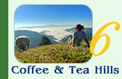 Coffee and Tea Hills