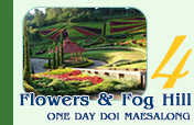 Flowers & Fog Hill: One Day Doi Maesalong