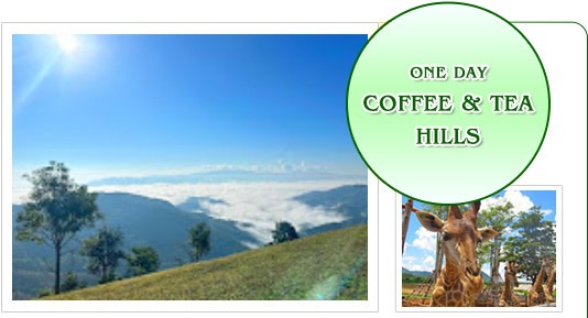 Coffee and Tea Hills