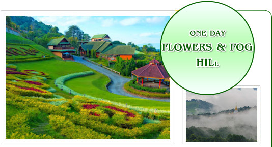Flowers & Fog Hill: One Day Doi Maesalong